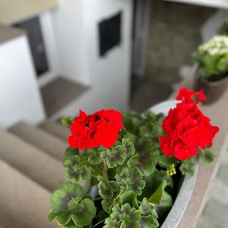 Guest house Royal Lunca de Sus